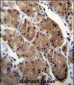 MLNR Antibody (C-term)