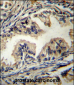 STAMBP Antibody (C-term)