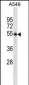 STAMBP Antibody (C-term)