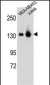 SF3B3 Antibody (C-term)