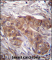 LPAR6 Antibody (Center)