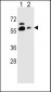 SLC23A1 Antibody (N-term)