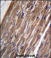 FBLIM1 Antibody (C-term)