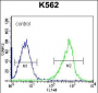 GSTM5 Antibody (N-term)