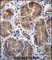 SYPL1 Antibody (N-term)