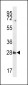 SYPL1 Antibody (N-term)