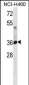 ATP1B3 Antibody (C-term)