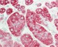 STRN4 Antibody (N-term)