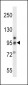 Metabotropic Glutamate Receptor 6 (GPRC1F) Antibody (C-term)