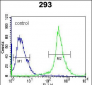 IL-27 Antibody (Center)