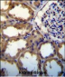 PDGFC Antibody (N-term)
