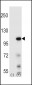 Elongin A Antibody (N-term)