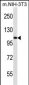 Elongin A Antibody (N-term)