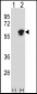 NAP1L1 Antibody (C-term)
