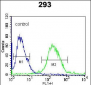 RUVBL1 (TIP49) Antibody (Center)