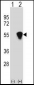 RUVBL1 (TIP49) Antibody (Center)