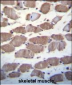 USP29 Antibody (Center)