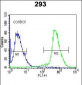 ARL2 Antibody (C-term)