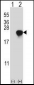 ARL2 Antibody (C-term)