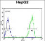 MGAT2 Antibody (C-term)