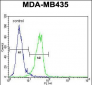 MeCP2 Antibody (N-term)