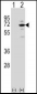 MeCP2 Antibody (N-term)