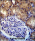 MLLT7 Antibody (N-term)