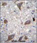 NRG3 Antibody (C-term)