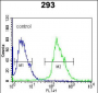 Kallikrein 6 Antibody (N-term)