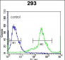 Kallikrein 6 Antibody (Center)