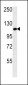 Metabotropic Glutamate Receptor 3 Antibody (C-term)