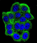 Hamartin (TSC1) Antibody (Center)