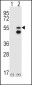 FRK Antibody (N-term)