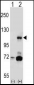 PIK3CB Antibody (N-term S139)