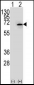 NEK3 Antibody (Center)