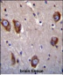 BAI1 Antibody (C-term)