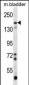 BAI1 Antibody (C-term)