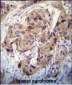 DUSP3 Antibody (C-term)