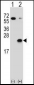 DUSP3 Antibody (C-term)