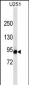 HIF1A Antibody (ascites)