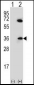 CDCA8 Antibody (N-term)