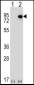 ELF4 Antibody (N-term)