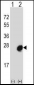 MID1IP1 Antibody (N-term)