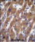 UBAP2 Antibody (N-term)