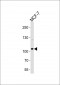 SULF2 Antibody (C-term)