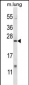 XBP1 Antibody (C-term)