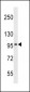 SLC8A3 Antibody (C-term)