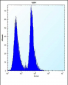 K0746 Antibody (N-term)