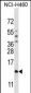 SMCP Antibody (C-term)