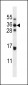 ELOVL5 Antibody (C-term)